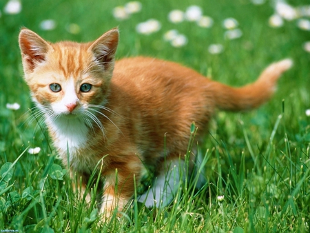 Baby cat in the nature - baby, cat, feline, animal, grass, cute, kitten