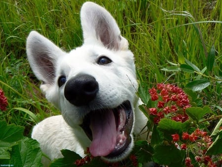 Happy dog - pet, animal, cute, freind, dog, grass, puppy