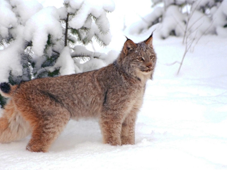 Bobcat - feline, animal, bobcat, snow