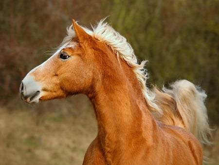 Beautiful Horse :) - horses