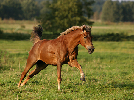 amazing horse - horses