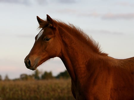 pretty face - horses