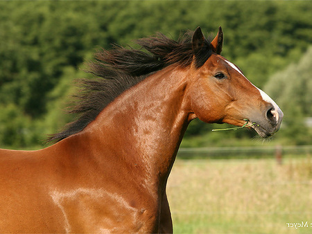 really Beautiful :) - horses