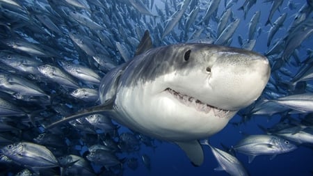 ruler of the ocean - mean, deadly, photography, sea, ocean, scary, great white, white, animal, 3d, shark, teeth, fish