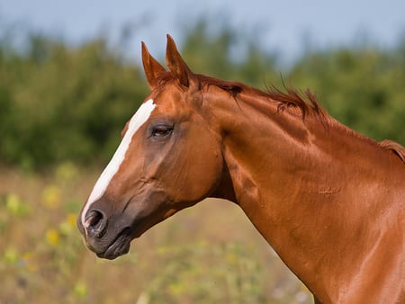 Hello ! - horses