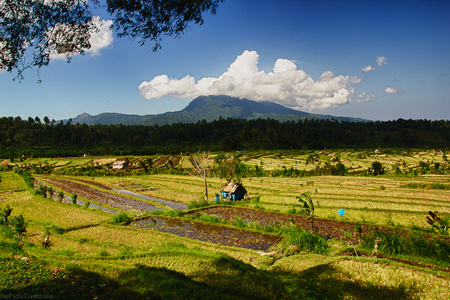 Farming Landscape - yellow, green, field, color, huts, mountain, sky, farms