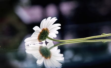 White reflexion - pic, colour, image, daisy, photo, flower, white, nature, picture, mirror, color, wall, wallpaper