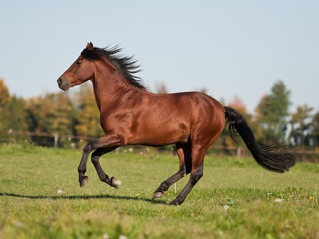 Beautiful horse chestnut - horses