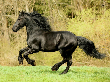 Cool Black Horse - horses