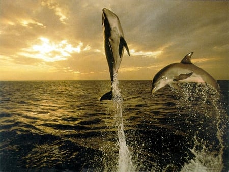 Flying Dolphins - dolphins, water, sea, sky, animals