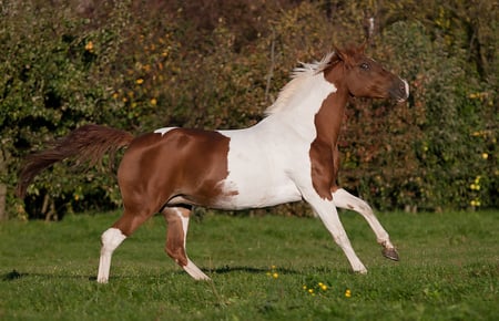 Nice Paint Horse - horses