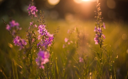 A field for dreamers (for Luiza) - pic, dreamers, colour, image, photography, grass, photo, pink, flowers, countryside, nature, picture, field, color, wall, wallpaper