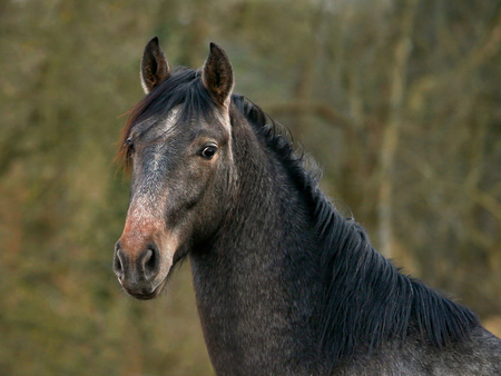 Horse - horses