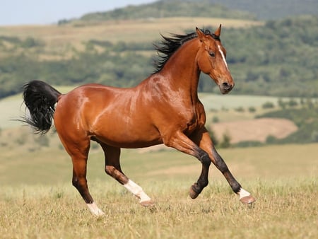 Lovely Horse running in freedom :) - horses