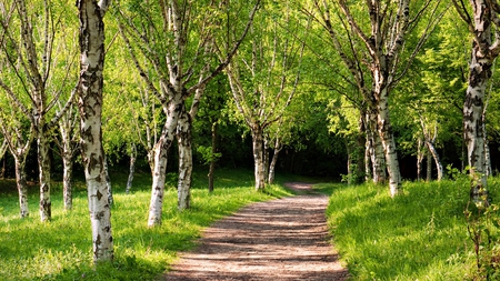 Walk Through the Birch Trees - leaves, grass, path, trees