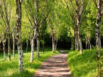 Walk Through the Birch Trees