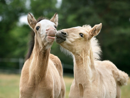 This is one great love :) - horses