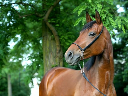 Beautiful! - horses