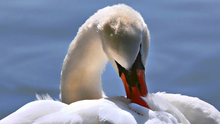 Beautiful White Swan - white, swan, water, bird