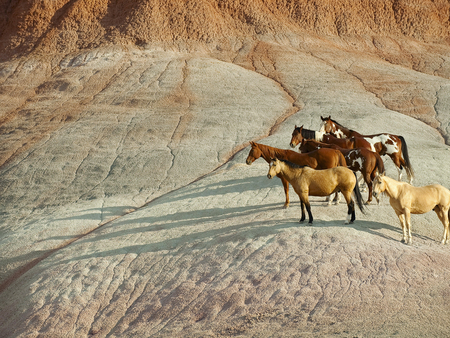 Horses - nature, free, horse, animal, run