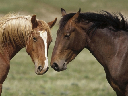 Horses in love - free, animal, nature, run, kiss, love, horse