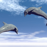 Happy dolphins