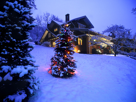 snow covered Christmas tree - christmas, winter, nature, lights, snow