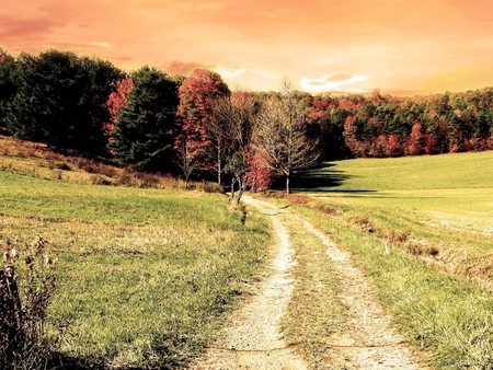 Good morning, life!!!!!! - forest, path, field, tree, nature, sunrise