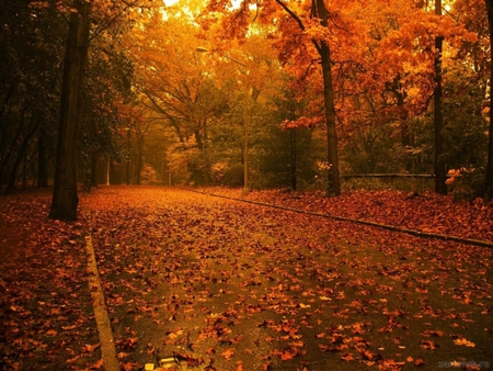 Autumn - forest, path, field, tree, nature, autumn