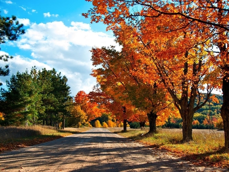 Colorful autumn - nature, autumn, forest, field, tree, road