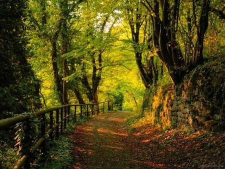 Landscape - forest, path, fence, field, tree, nature