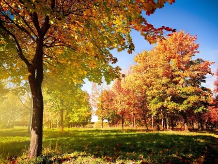 Nature - nature, autumn, forest, tree, field