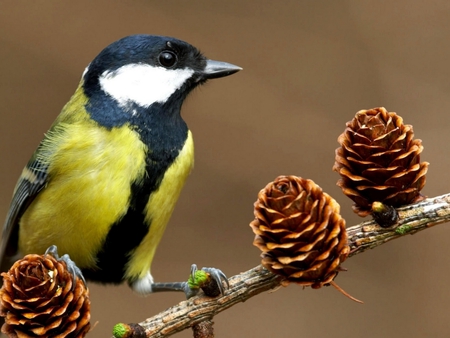 Little bird - pine, animal, nature, bird