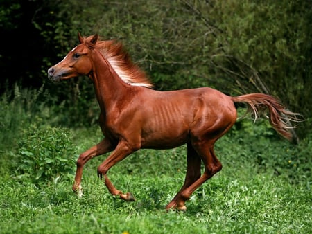 Amazing horse - horses