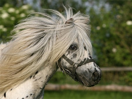 Cute And cool :) - horses