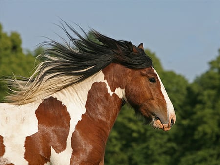 Beautiful face ! - horses