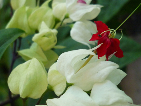 Rising - flowers, white, red, nature