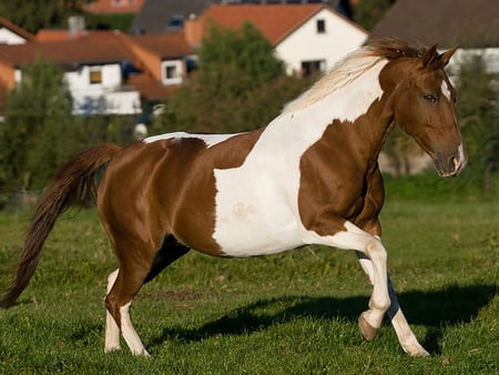 Nice horse! - horses