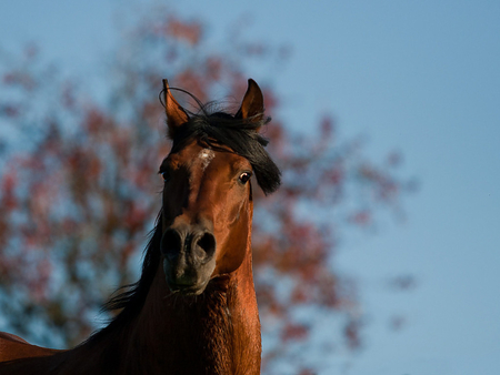 Hello ! - horses