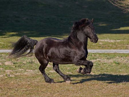 Black Horse - horses