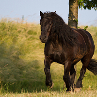 Beautiful Horse