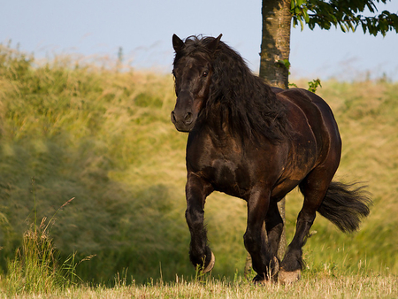 Beautiful Horse - horses