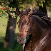 Great Horse