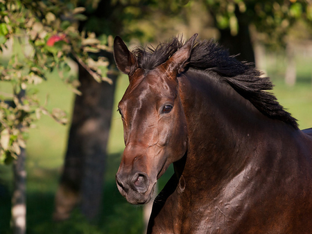 Great Horse - horses