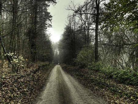 Road - tree, forest, nature, road