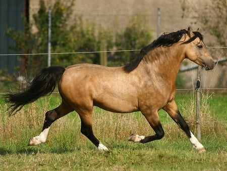 Beautiful horse:) - horses