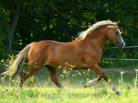 Horse - horses