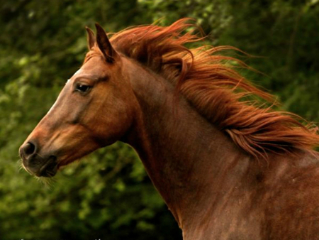 Good and beautiful HOrse - horses