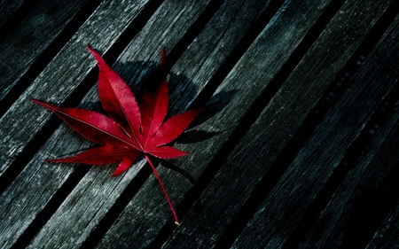 Deep Red - autumn, photography, deep, leaf, nature, abstract, pretty, red, seasonal