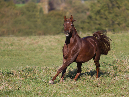 Horse - horses